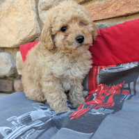 Poseidone barboncino apricot