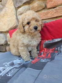 Poseidone barboncino apricot