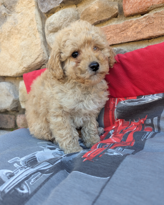 Poseidone barboncino apricot