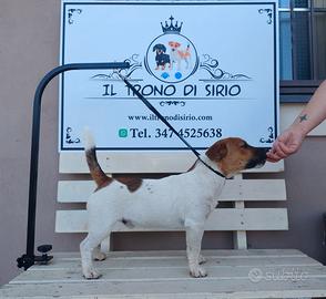 jack Russell  per monte
