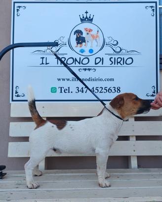 jack Russell  per monte