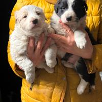 Cuccioli border collie