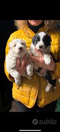 Cuccioli border collie
