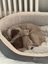 British Shorthair Brown