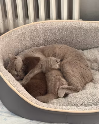 British Shorthair Brown