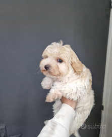 Maltipoo femminuccia