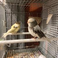 Canarini Gloster Fancy