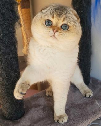 Scottish fold adulto