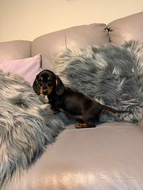 Bassottina nera focata kaninchen/nana