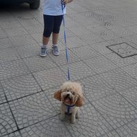 Cane barboncino