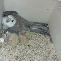 Calopsite faccia bianca