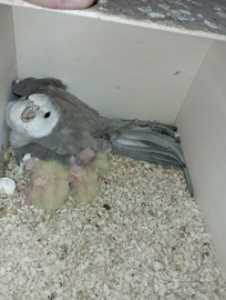 Calopsite faccia bianca