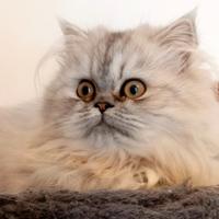 2 gattine persiane silver shaded