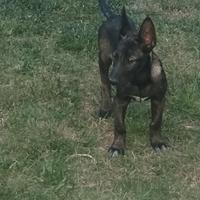 Pastore belga malinois
