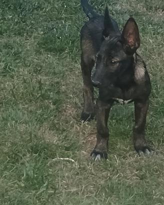 Pastore belga malinois