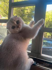 Gatti Scottish Fold
