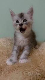 Piccoli di Maine coon