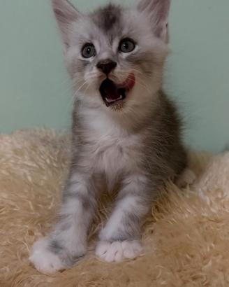 Piccoli di Maine coon