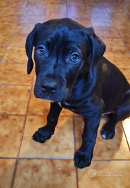 Cucciolo cane corso dogo argentino 3 mesi