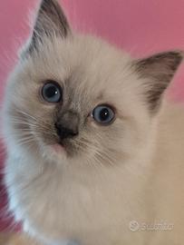 Cucciola Ragdoll