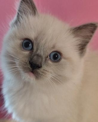 Cucciola Ragdoll