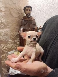 chihuahua cuccioli disponibili come da foto