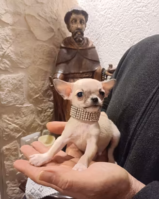 chihuahua cuccioli disponibili come da foto