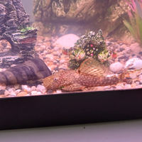 Vendiamo Pesci Pulitore