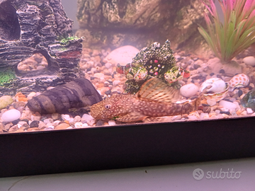 Vendiamo Pesci Pulitore