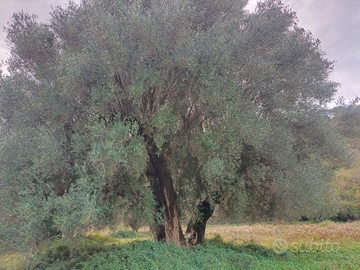 Piante di ulivo secolari