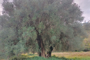 Piante di ulivo secolari