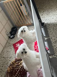 Vendita maltese