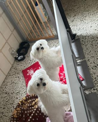 Vendita maltese