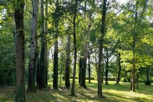 Terreno con piante tartufigene