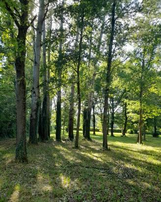Terreno con piante tartufigene