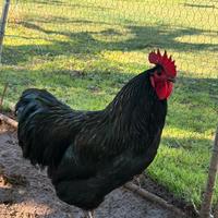 Gallo giovane