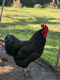 Gallo giovane