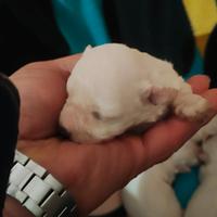 Cuccioli di maltese