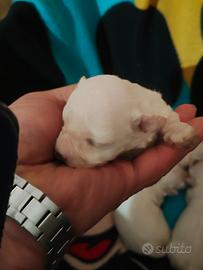 Cuccioli di maltese