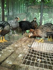 Marans, Araucana, livornesi collo argento