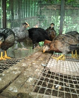 Marans, Araucana, livornesi collo argento