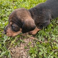 Bassotto tedesco a pelo duro