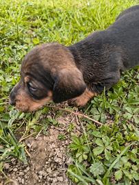 Bassotto tedesco a pelo duro