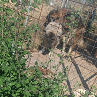 Cuccioli Pastore del Caucaso