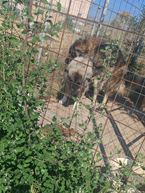 Cuccioli Pastore del Caucaso