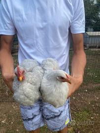 Concincina Nana galline e gallo