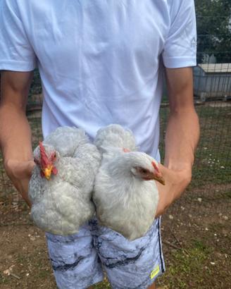 Concincina Nana galline e gallo