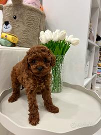 Barboncina toy red intenso