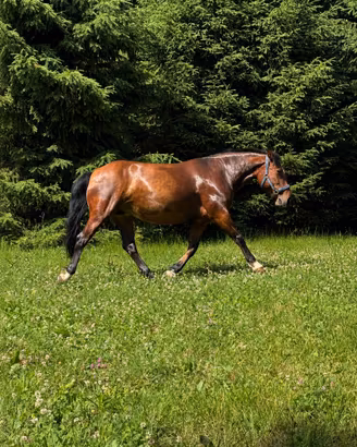 Cavalla