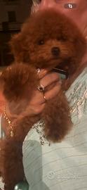 Barbone toy pedigree Enci 4 mesi